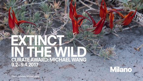 estinct in the wild fondazione prada|Michael Wang: Extinct in the Wild .